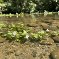 Bacopa Monnieri
